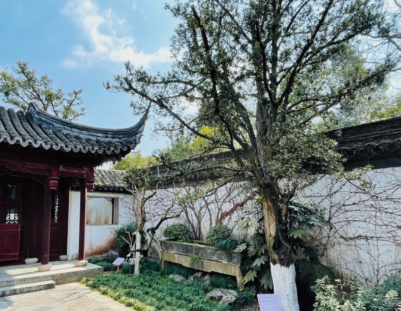 芭蕉（左）和罗汉松，树龄150年（右）
